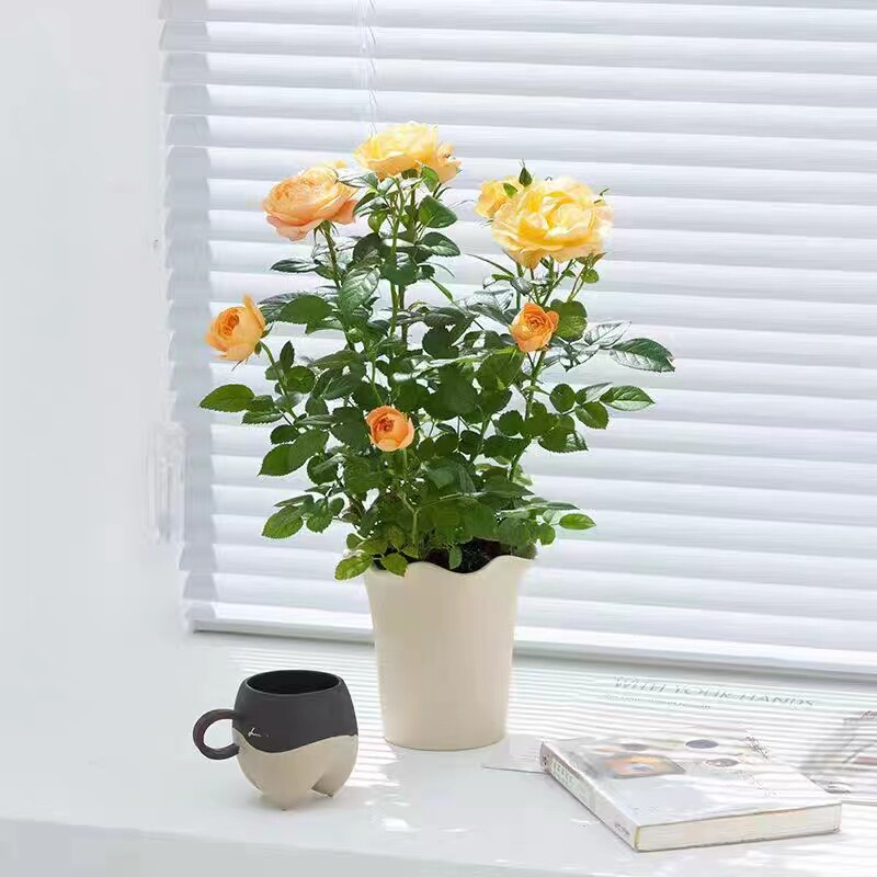 果汁玫瑰鲜花苞欧洲月季盆栽室内花卉净化空气桌面蔷薇阳台小绿植