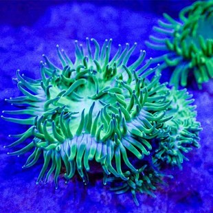 观赏海葵绿石葵软体珊瑚荧光海葵火山海葵樱花海葵新手