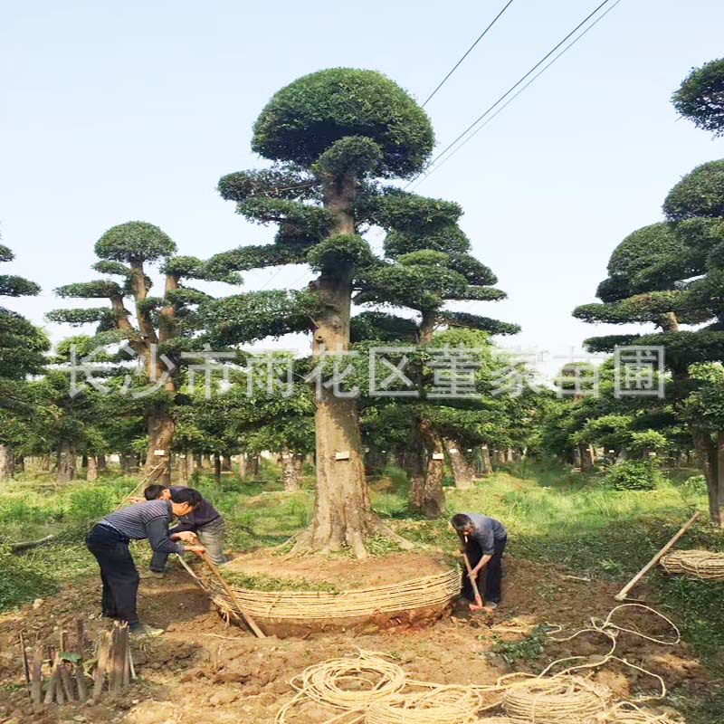 基地造型榆树桩景叶片饱满