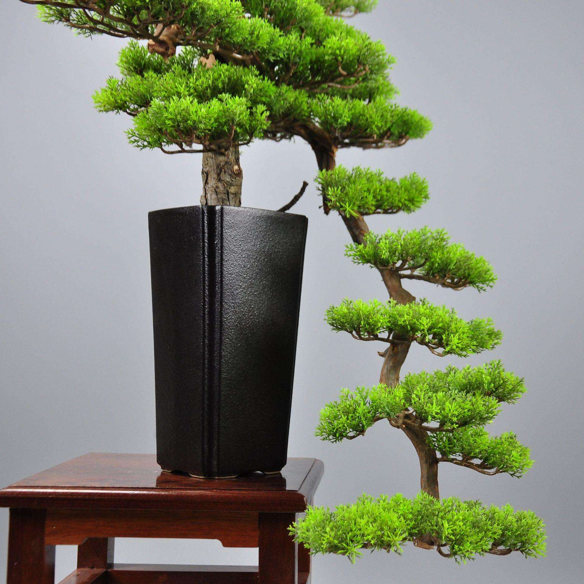 M0009中式盆景植物真酒店样客品房创意迎仿松盆景居客厅玄关盆景