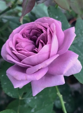 微蓝月季花大苗盆栽灌木月季有点蓝紫色多头N丰花抗病大苗四季开