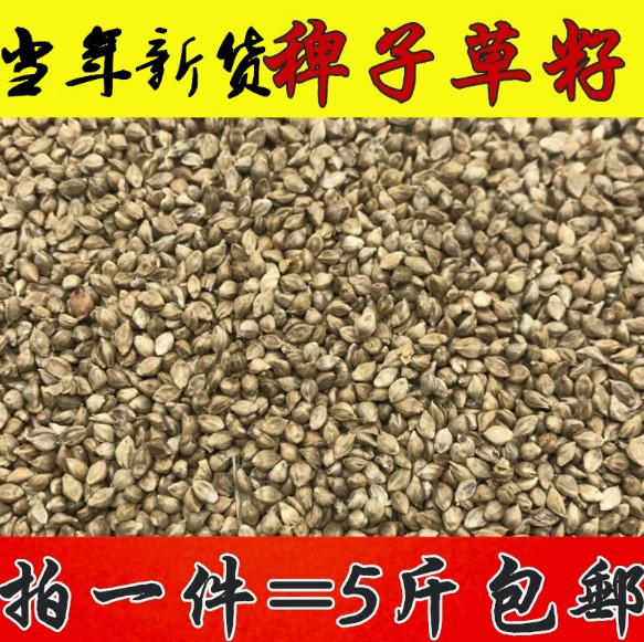 鸟食水稗子草籽芙n蓉鸟 鹦鹉 珍珠鸟文鸟/蛋白质高5斤