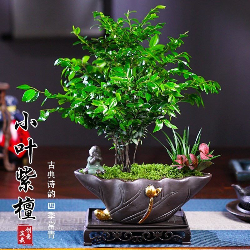 小叶黑骨a茶紫檀盆景植物老桩盆栽办公室内花卉绿植好养活四季常