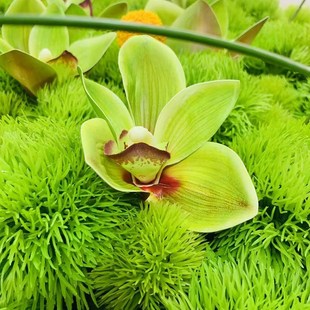 新款 大圆桌中间转盘摆花摆件酒店餐桌花桌花花艺桌景摆设