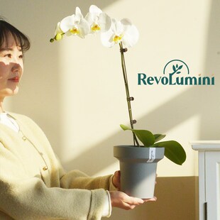 单株蝴蝶兰花盆套盆简约高级家用桌面装饰郁金香兰花多肉盆栽摆件