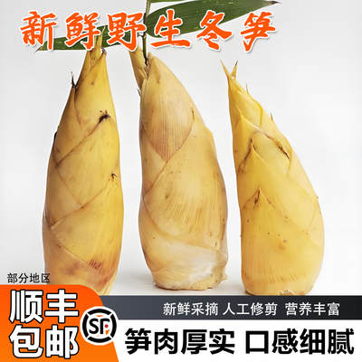 杭州特产新鲜现挖野生冬笋毛竹笋农家时令蔬菜产地直发冬笋子