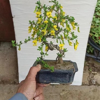 金雀花盆景精品植物绿植庭院带春季带花苞微型盆栽小金雀锦鸡花