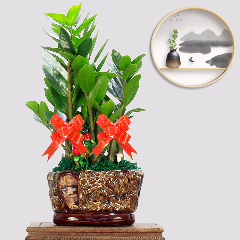 金钱树盆栽植物室内客厅摇钱树乔迁开业送礼绿植发财树四季常青