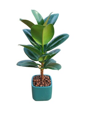 绿色黑金刚橡皮树花叶子苗老桩盆栽绿植植物室内易活四季客厅花卉