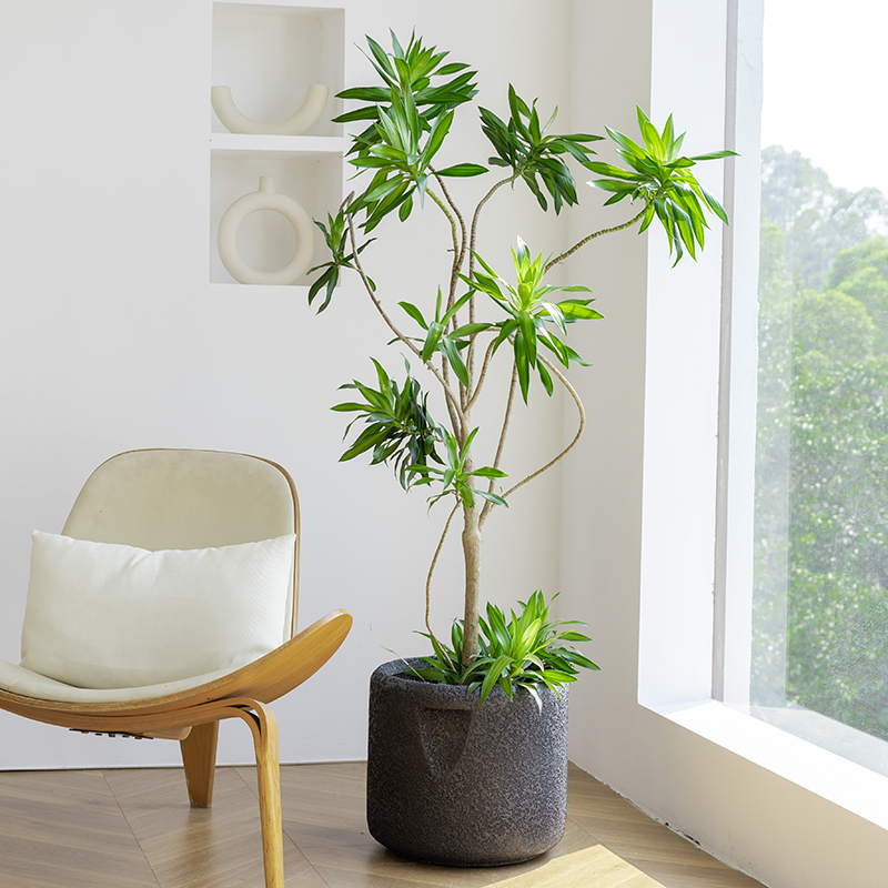 金心百合竹真绿植大盆栽客厅落地造型室内好养办公室大型老桩植物