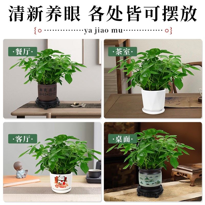 鸭脚木盆栽绿植八方来财七叶莲室内桌面植物老桩花卉水培好养招财