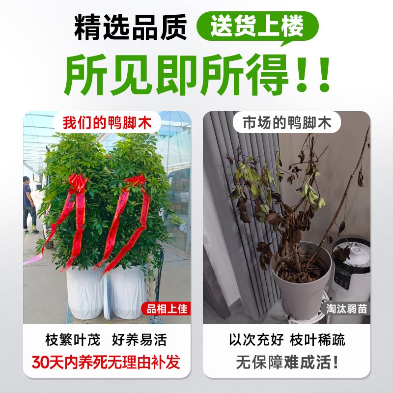 鸭脚木客厅大盆栽真绿植办公室内八方来财鸭掌木大型四季常青植物
