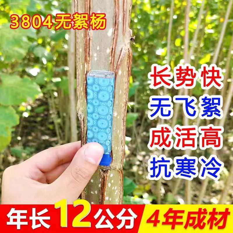 南林无絮杨3804树苗新品种速生杨吉德扦插种条大叶白杨树植树