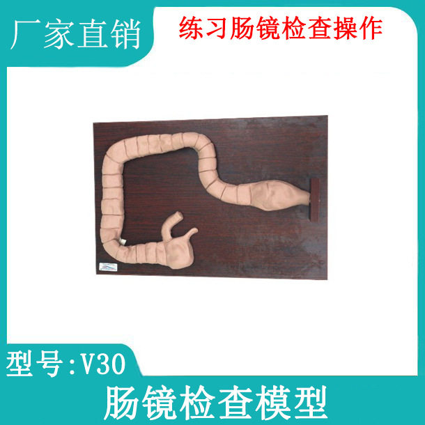 乙状结肠镜检查教学演示模型