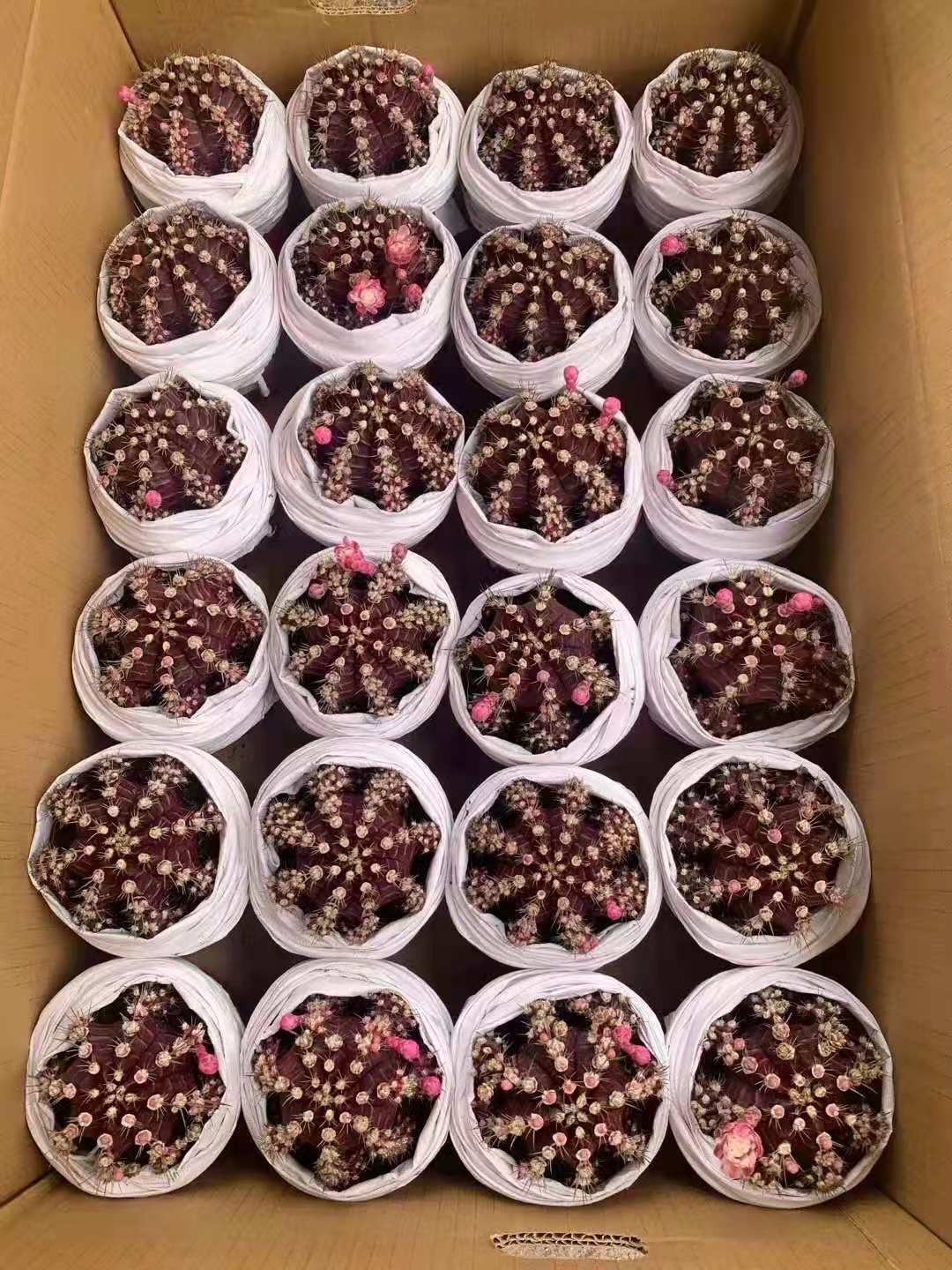 【基地直供】家居室内植物花卉盆栽仙人球植物盆栽紫牡丹