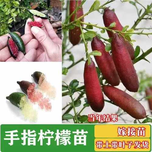 手指柠檬树苗无籽手指柠檬