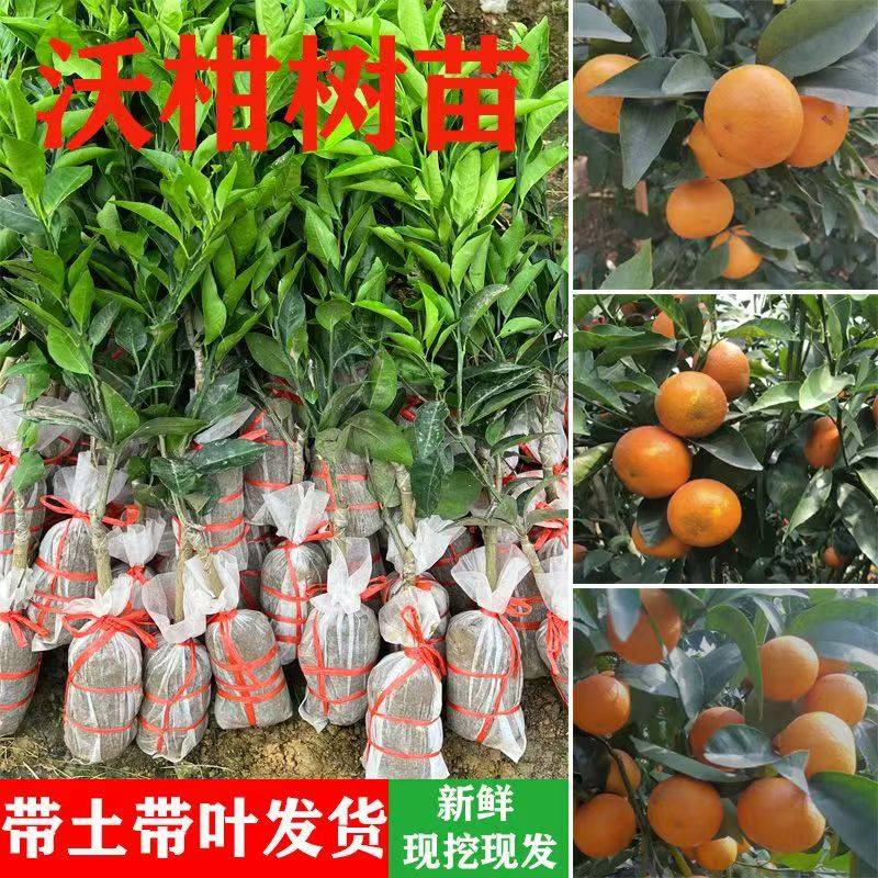 广西沃柑树苗正宗嫁接无籽沃柑桔子果苗盆栽地栽南方北方种植