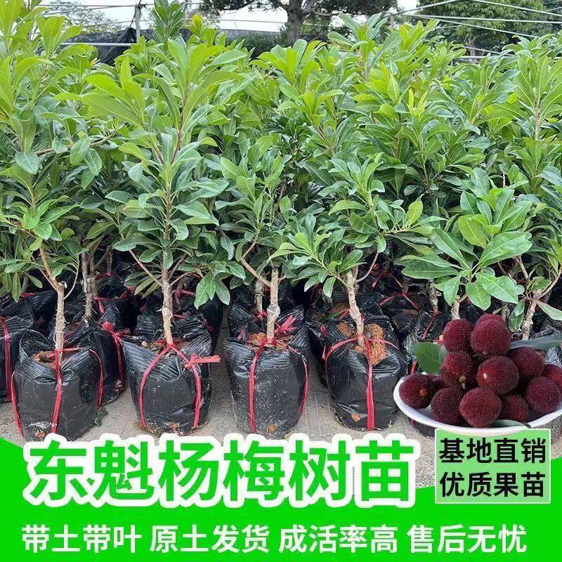 杨梅树树苗嫁接东魁黑炭早熟杨梅苗果树苗带土庭院南种植乌梅大果