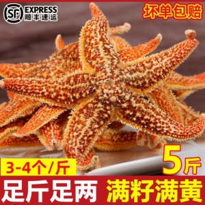 海星鲜活冷冻满籽海五星派大星五腿星海鲜水产包邮煲汤星星籽海星