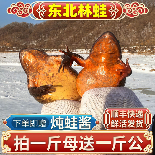 东北林蛙2026年新货蛤蟆东北特产雪蛤林蛙冷冻母豹子哈什蟆