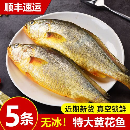 大黄花鱼新鲜冷冻特大号黄鱼深海无冰海鲜真空包装冰鲜大黄鱼5条