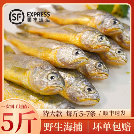 小黄花鱼新鲜冷冻5斤烧烤小黄鱼生鲜水产活海鱼海鲜整箱商用批发