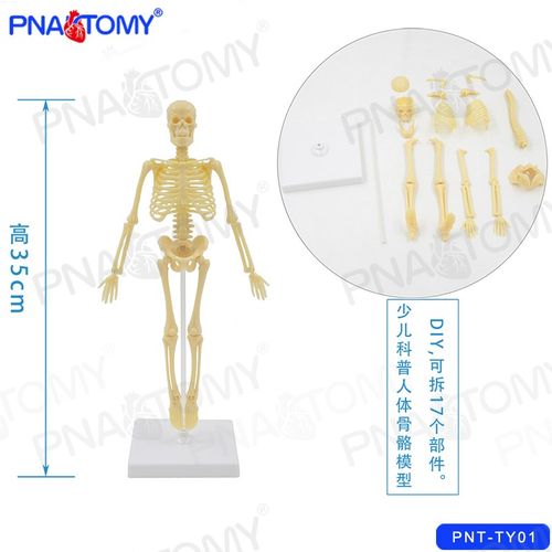 儿童科学实验g玩具科技小制作拼装认识人体骨骼模型幼儿园益智DIY