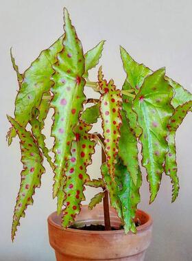 秋刀鱼秋海棠begonia amphioxus ins风网红绿植室内盆栽植物