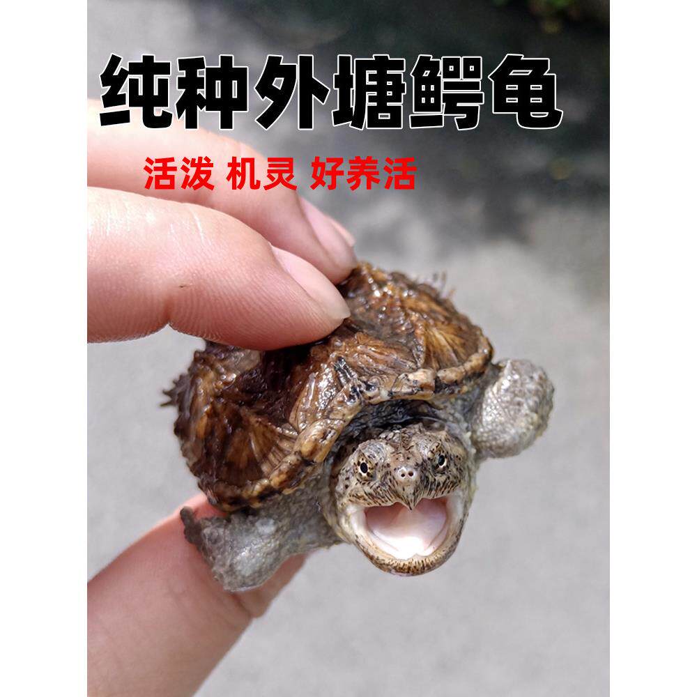 原种纯佛鳄龟爆刺鳄鱼龟幼苗佛鳄龟活物杂佛北美小鳄龟乌龟宠物