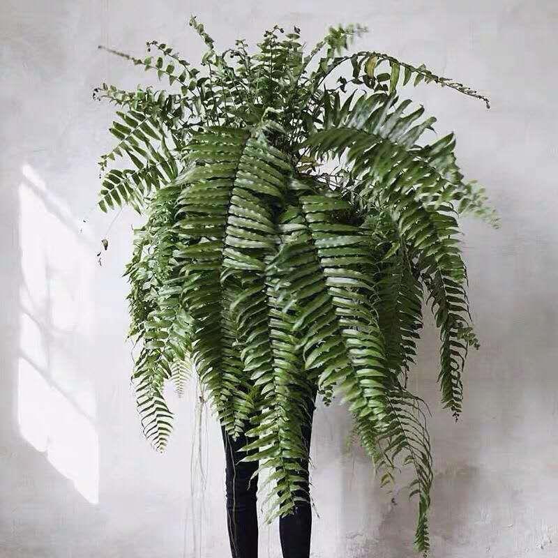 超大霸王蕨长叶肾蕨绿植大型蕨类垂吊植物室内盆栽阳台花卉植物