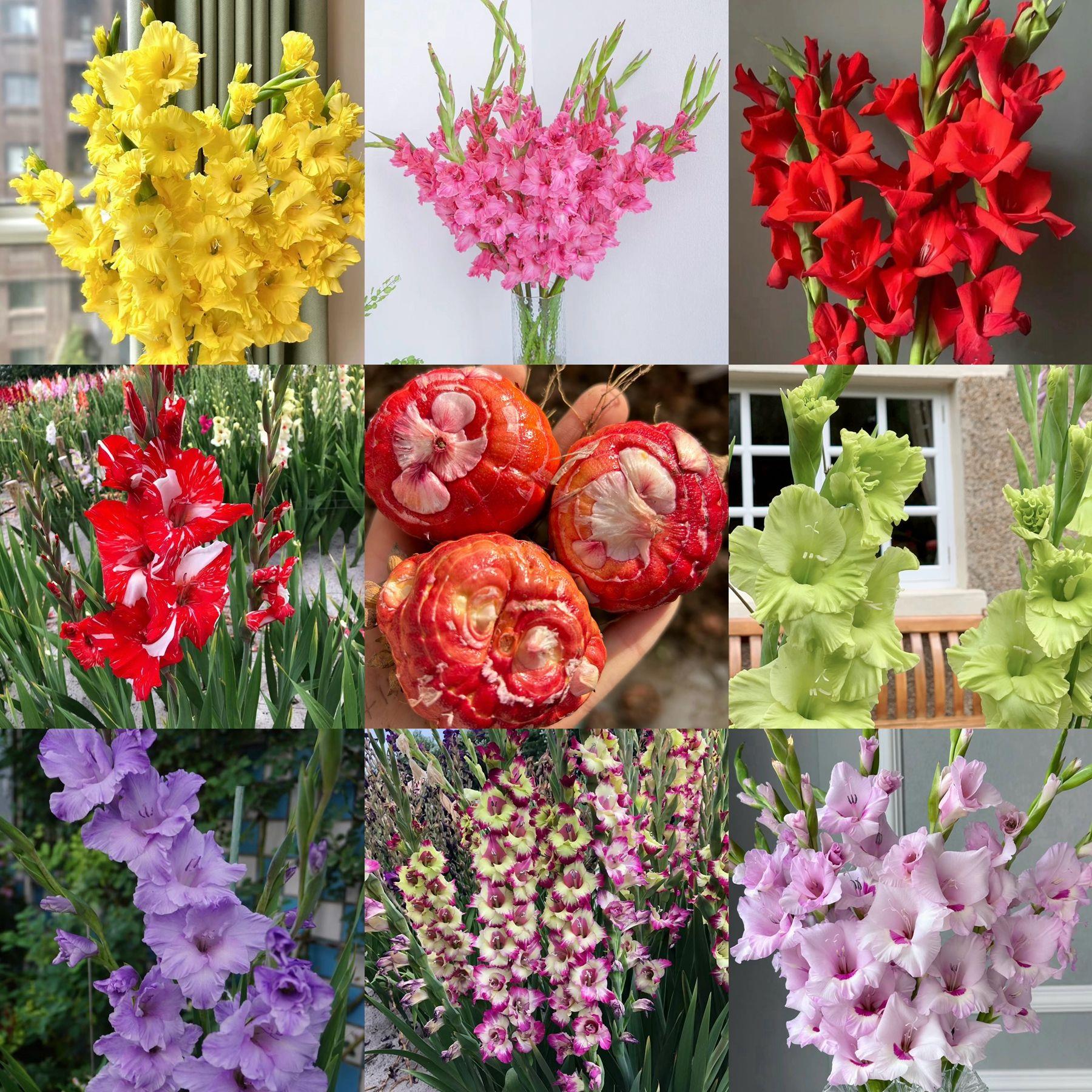 剑兰唐菖蒲种球进口多年生可盆栽作切花建兰球根花卉阳台花园种植