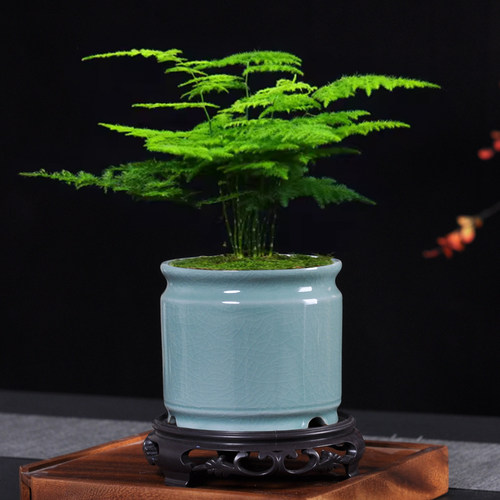 青瓷多肉蝴蝶兰专用花盆带托盘大号陶瓷清仓简约吊兰绿植兰花盆