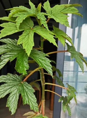 U444秋海棠盆栽  竹节类w  鳟鱼室内彩叶芋海芋海棠花观叶水培植