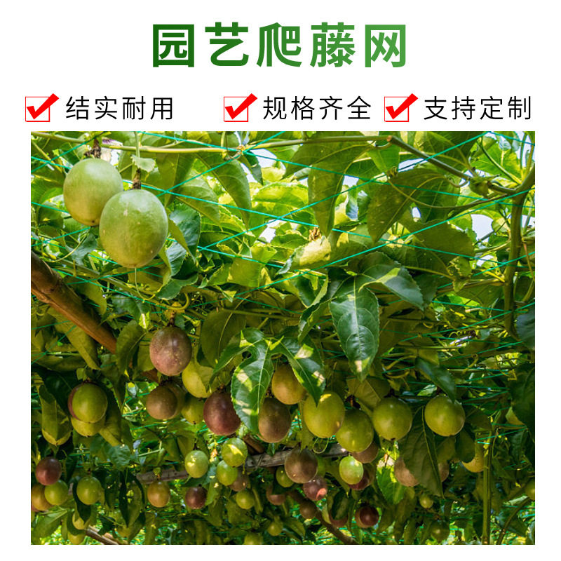 园艺爬藤网葡萄黄瓜植物爬藤搭架网加强版尼龙网牵牛花攀爬网家用
