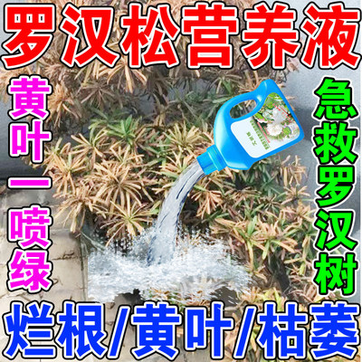 一喷绿】罗汉松叶面肥方黄叶枯叶营养液防黑腐烂根罗汉松生根水肥