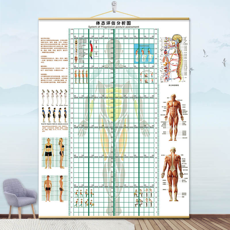 体态评估表挂式贴式体测健身房瑜伽馆私教身高臂展网格身体对比图