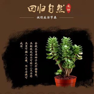 金钱木老桩多肉植物花卉盆栽室内招财盆景好M养易活办公室桌面绿