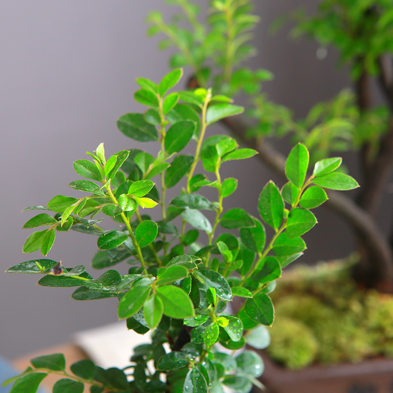 小叶紫檀盆景黑古茶盆栽办公室桌面好养活网红观叶绿植黑骨檀树苗