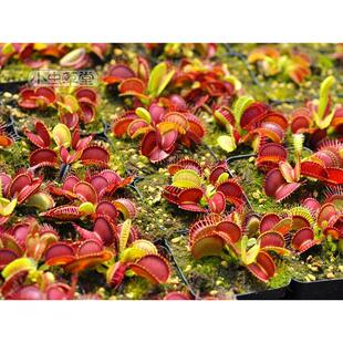 B52捕蝇草小虫草堂食虫草植物盆栽大嘴超大型巨夹驱蚊草室内吃虫