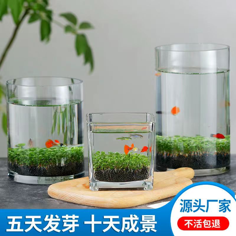速发创意生态水草懒人微景观生态瓶鱼缸水培植面桌物装摆饰件