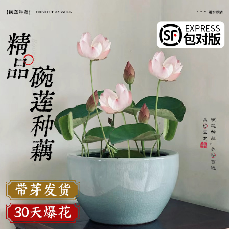 速发花莲种藕水培植物籽养花卉睡莲根块小型荷碗盆栽苗种水子室内