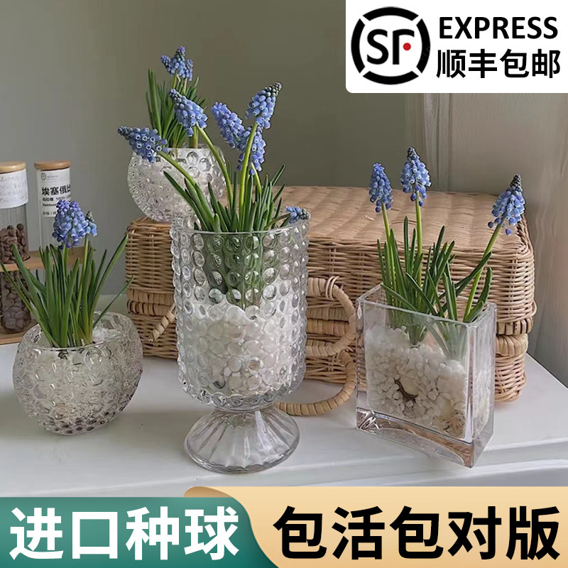 速发葡萄风信子水培植内室物台仙栽种球根郁金香百合水盆养花卉