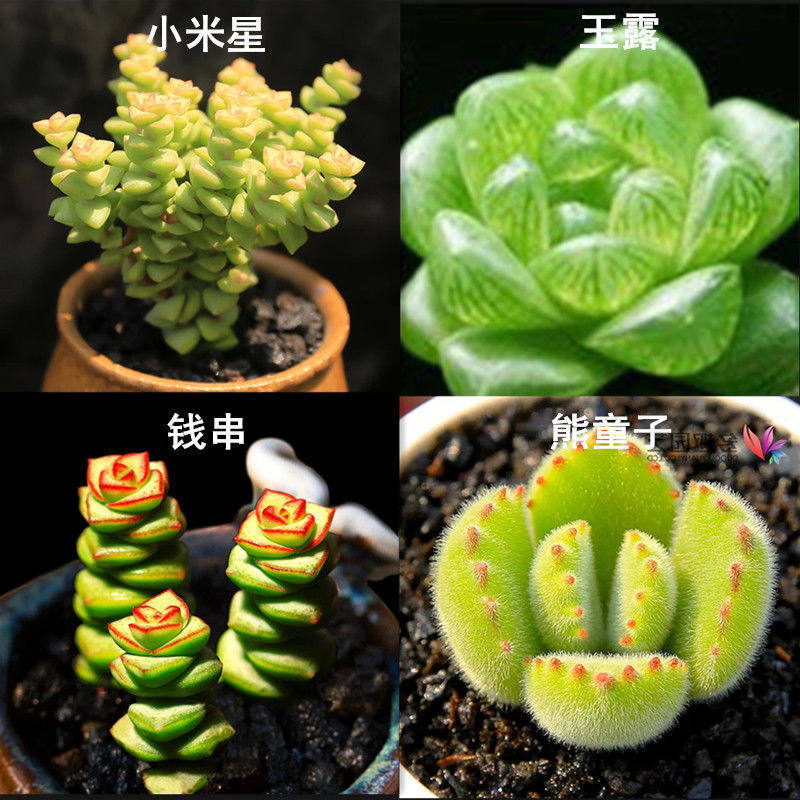 多肉植物精品不重复花卉绿植组合盆栽新手套餐室内好养易活四季花
