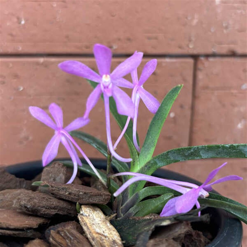 万峰绿缘 [粉星风兰]新品种 粉紫色风兰小型兰花耐热雨林缸造景