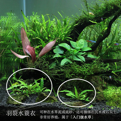 羽裂水蓑衣羽蝶草新手阴性中后景水草鱼缸水族箱装饰造景水生植物