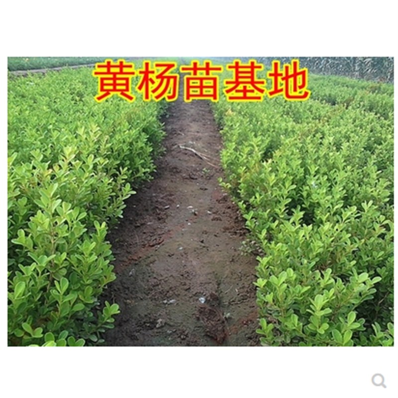 黄杨苗树苗黄杨球小叶黄杨瓜子黄杨小苗四季常青耐阴常绿庭院绿篱