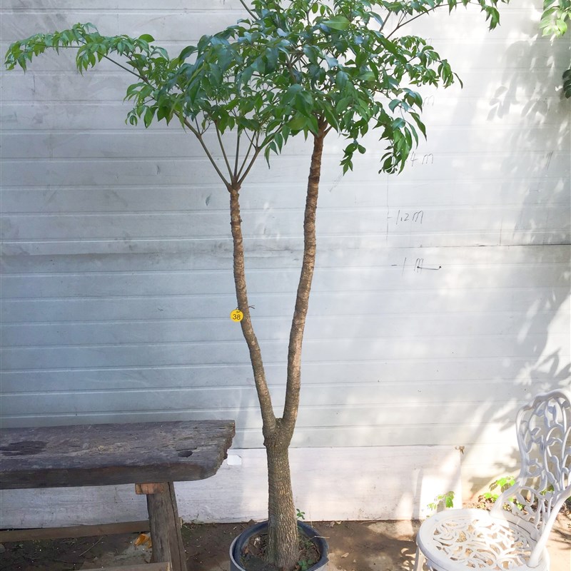 原生幸福树 幌伞枫 大型室内植物 耐阴盆栽