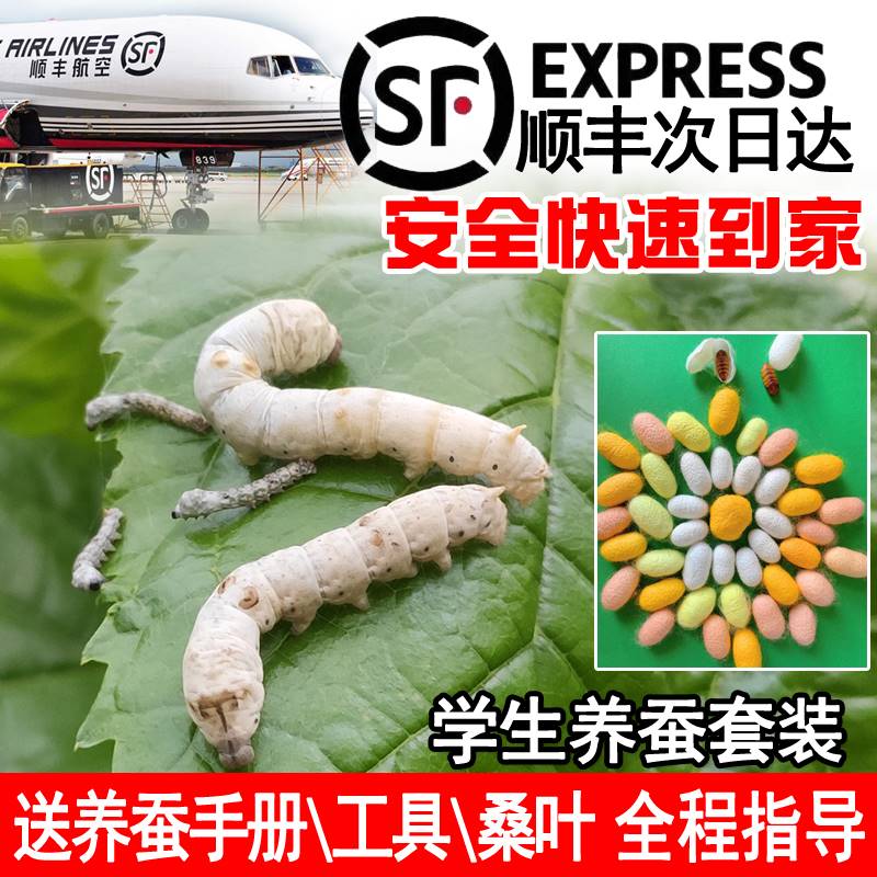 速发蚕宝宝学生养蚕套装白色蚕卵金丝蝉宝宝蚕子喂蚕新鲜桑叶
