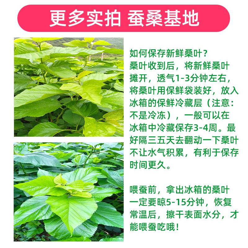 速发航空现摘新鲜桑叶蚕宝宝食物桑叶新鲜小蚕嫩叶大蚕蚕卵桑叶斤