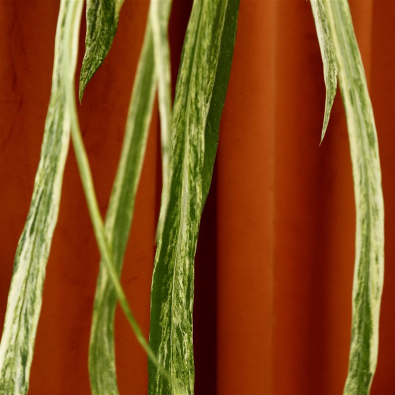 维塔领带花烛锦 领带花烛 锦化绿植盆K栽 垂吊植物 客厅绿植